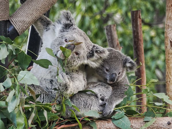 San Diego Zoo